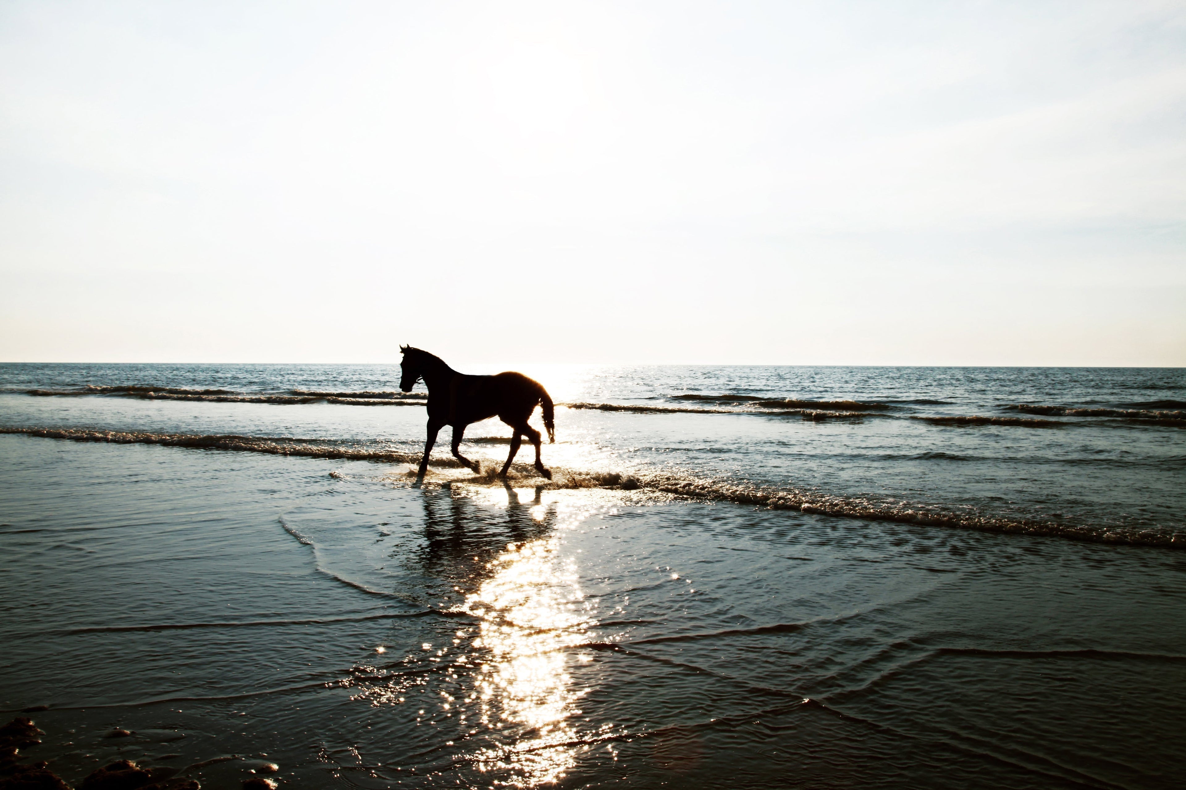 Matahari's Light: Equestrian horse therapy - A Journey of Healing, Horses, and Purpose